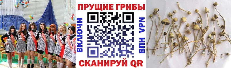 Галлюциногенные грибы мицелий наркотики Курчалой